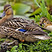 Mallard